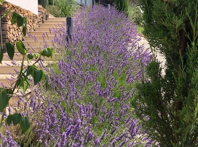 Nikolaier Weinblick - Sauvignon Blanc * Sankt Nikolai ob Draßling